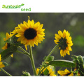 Asian garden indoesnisa  Common sunflower seeds flower seeds for growing